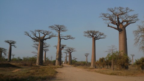 Baobab