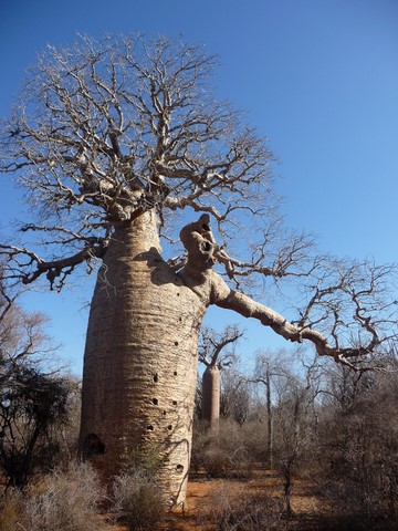 Baobab
