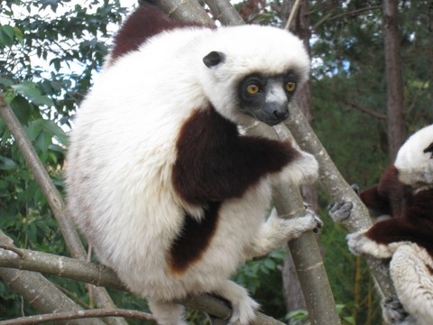 Propithèque De Verreaux